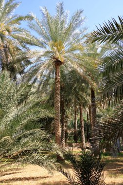 palm plantations in Birkat al Mouz in Oman