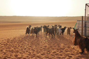 Goats fence under desert dunes wahiba sands in the Oman