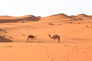 Image of camels in desert Wahiba in Oman