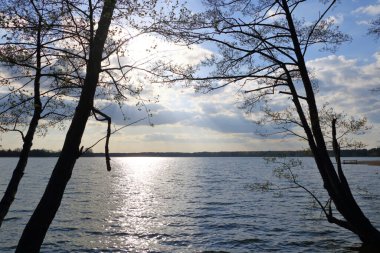 Almanya 'da Brandenburg, Wandlitz' de küçük bir göl kıyısında sazlıklar var.