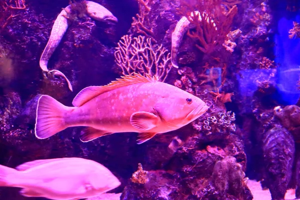 Aquário Aquário Peixe Exótico Antalya Turquia — Fotografia de Stock