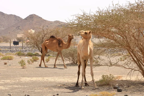 Oman Free Walking Camel Street Beautiful Barren Landscape Mountains — Foto de Stock