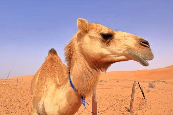 Image Camel Desert Wahiba Oman — Zdjęcie stockowe