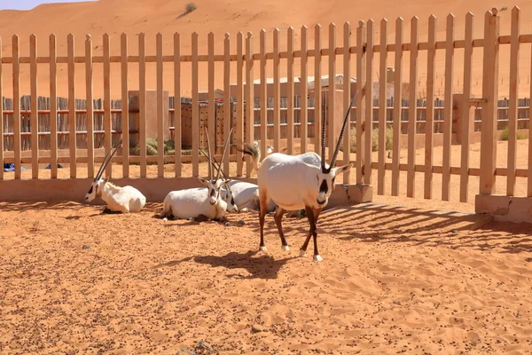 Arabian Oryx Standing Desert Farm Oman Desert — Foto de Stock