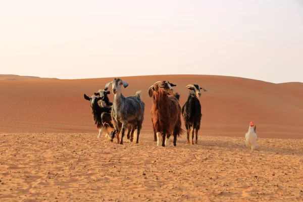 Goats and chickens fence under desert dunes wahiba sands in the Oman