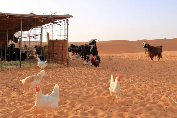 Goats Chickens Fence Desert Dunes Wahiba Sands Oman — Foto de Stock