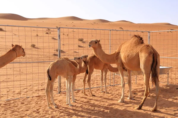 Camel Her Three Calfs Desert Oman — ストック写真