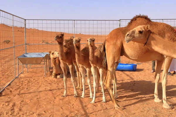 Camel Her Three Calfs Desert Oman — Fotografia de Stock