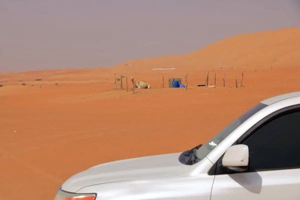 Image Camels Desert Wahiba Oman — Stock Photo, Image