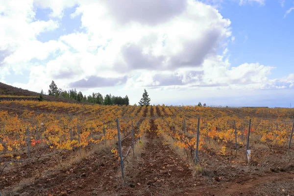 Vineyard Late Autumn Tenerife Canary Islands Spain — 图库照片