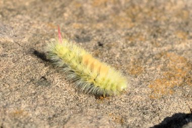 Macro of big yellow hairy caterpillar with red tail (Calliteara pudibunda) resting on a yellow stone
