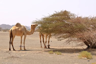Oman, free walking camel near a street, beautiful barren landscape of mountains