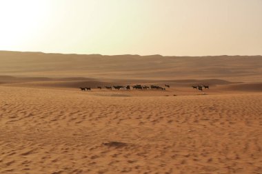 Goats fence under desert dunes wahiba sands in the Oman