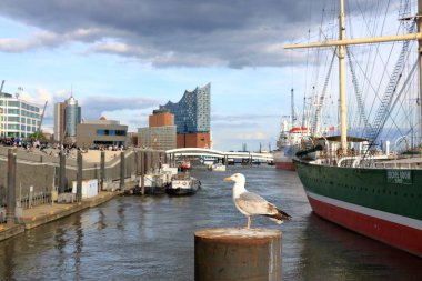 a Seagull in the harbour of Hamburg