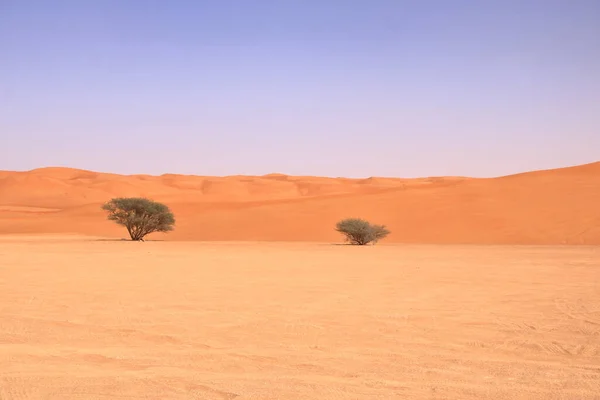Homokdűnék Sivatagi Növények Wahiba Sands Gyönyörű Sivatag Ománban — Stock Fotó