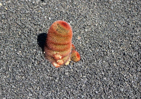 Een Prachtige Cactus Die Groeit Zwarte Vulkanische Grond Lanzarote — Stockfoto
