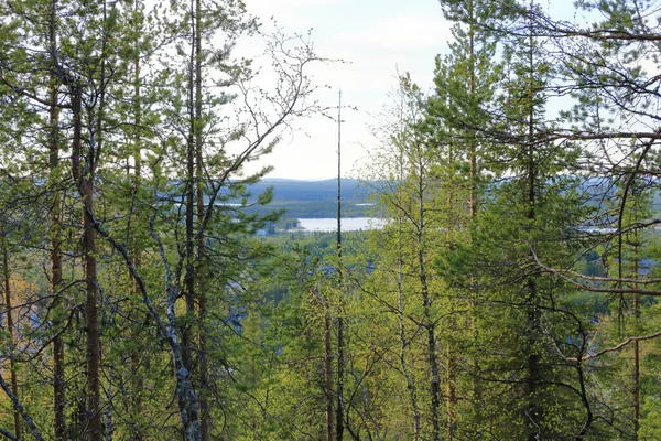 Lasy Lecie Ośrodku Narciarskim Levi Laponii Finlandia — Zdjęcie stockowe