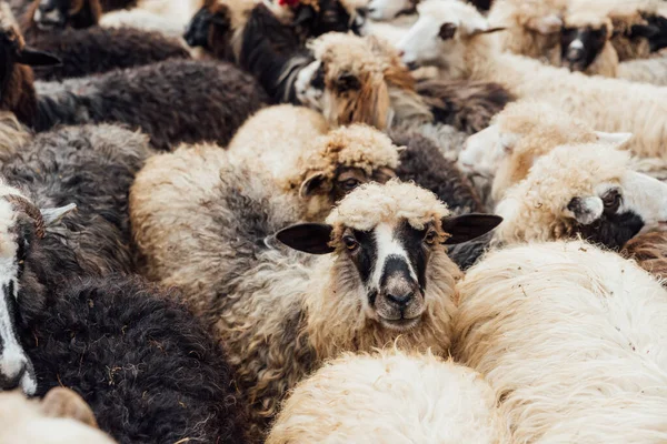 Stado Owiec Hodowli Owiec — Zdjęcie stockowe