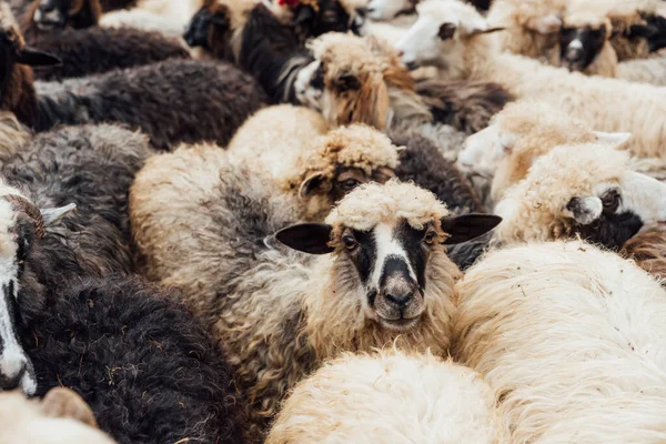 Schafherde Schaffarm — Stockfoto