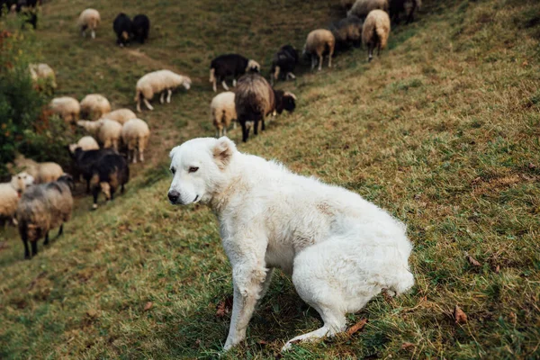 Vallhund Vaktar Och Leder Fåren Flocken — Stockfoto