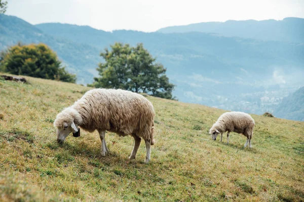 Belo Panorama Nas Montanhas Tatry Com Ovelhas Comendo Grama — Fotografia de Stock