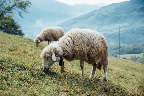 Sheep Eating Grass Green Meadow Two Sheeps Grazing Meadow Sheep — Zdjęcie stockowe
