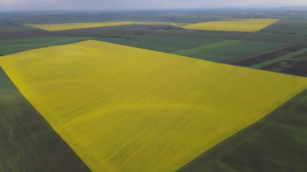 Widok Lotu Ptaka Pola Uprawne Rzepaku Kukurydzy Góry — Wideo stockowe