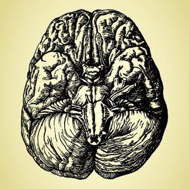 Old time hand-drawn brain clipart