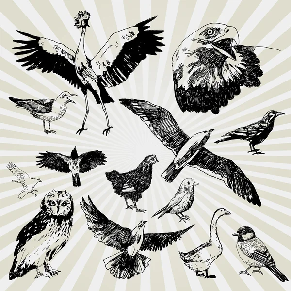 Різні птиці — стоковий вектор