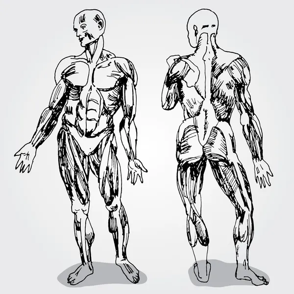 Szkic anatomii mężczyzn — Wektor stockowy