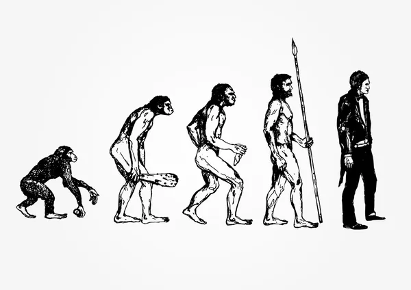 Evolução —  Vetores de Stock