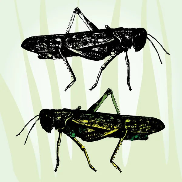 Grasshoppers — Vector de stoc