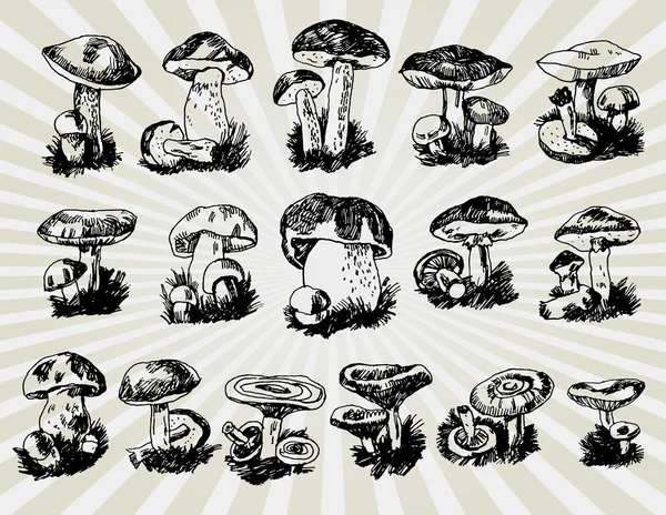 Verschiedene Pilze — Stockvektor