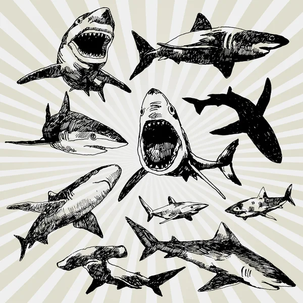 Ensemble de requins — Image vectorielle