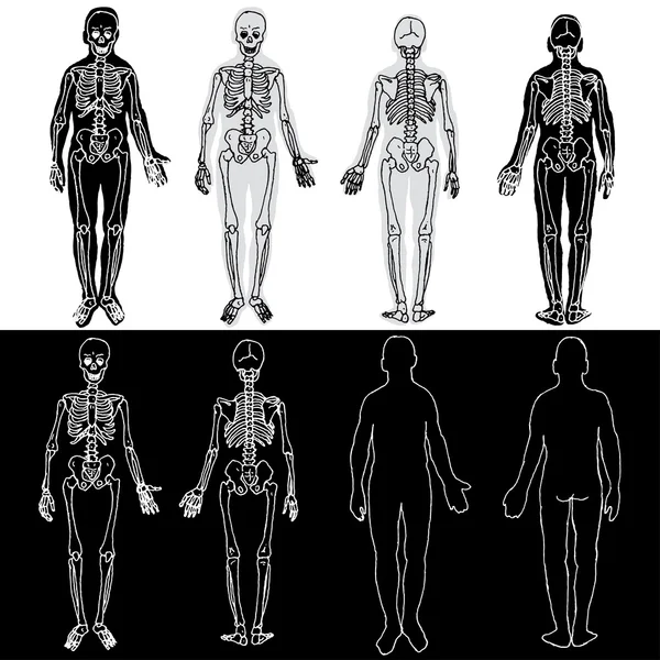 Squelettes — Image vectorielle