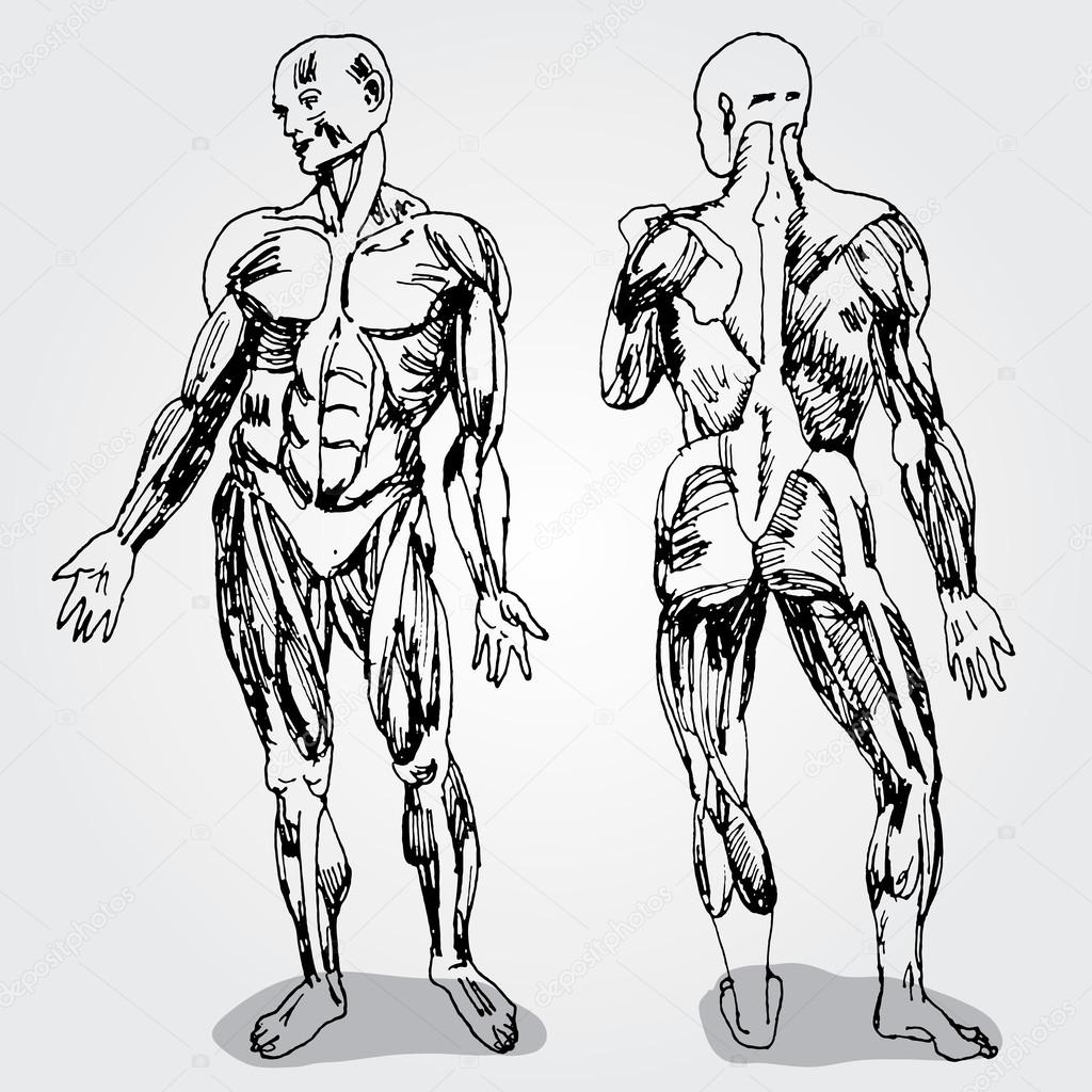 Sketch of Men's Anatomy