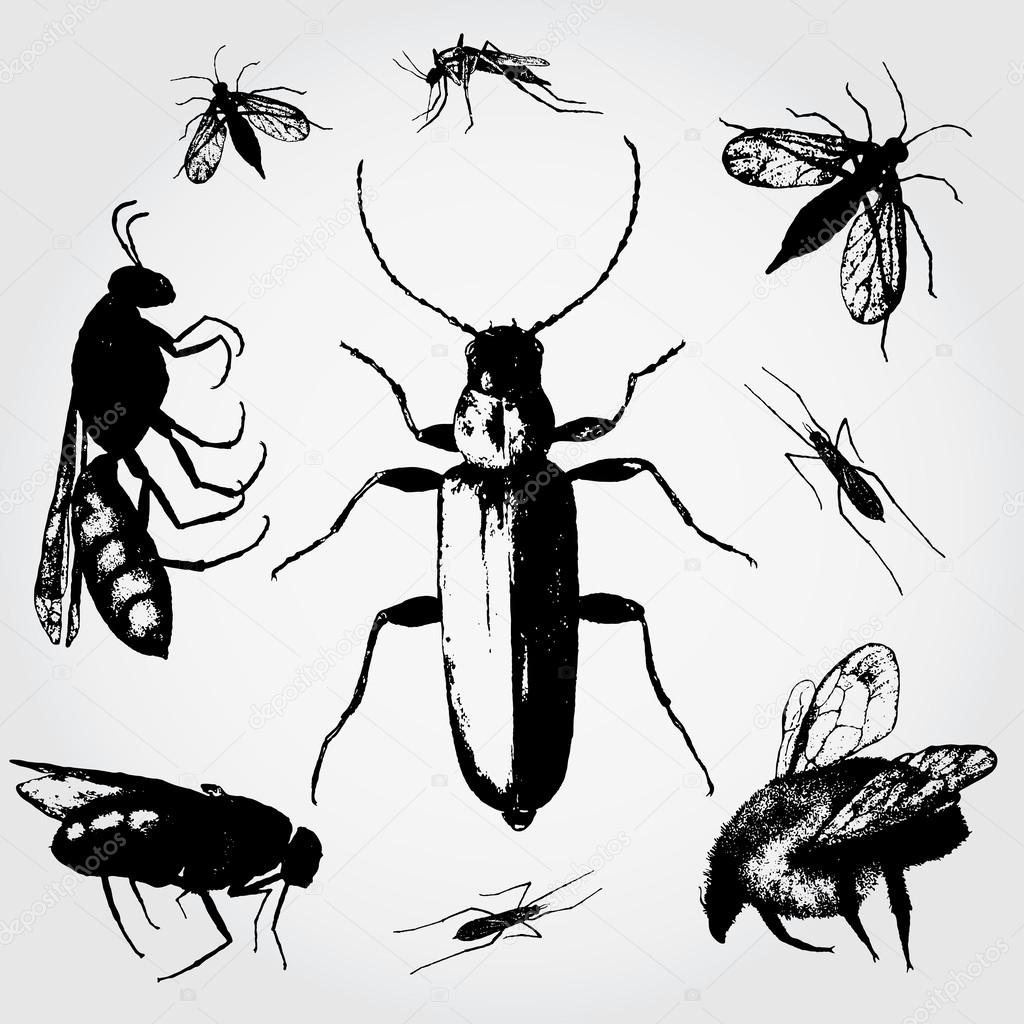 what art elements do you see in insects