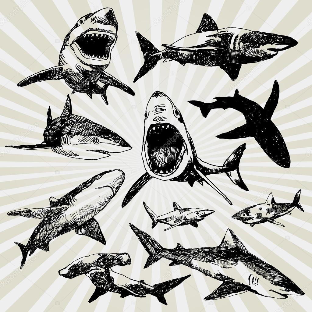 Set of Sharks