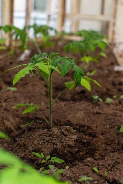 Domates filizi. Yüksek pencereli eski bir serada sebze yetiştiriyor. Hobi bahçıvanlığı. Yerde büyüyen küçük bir domates var..