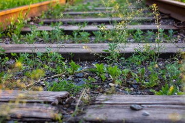 Çimleri filizlenmiş eski ahşap demiryolu işçilerinin yakın çekimi. Yolculuk için uygun olmayan demiryolu rayları. Yeşil çimenler büyür. Paslı raylar. Gün doğumunda terk edilmiş eski bir demiryolunun manzarası. 