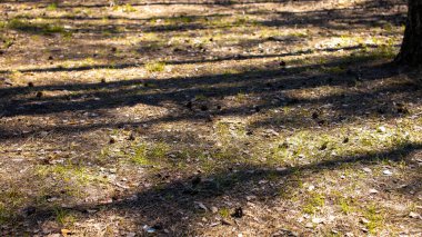 Bir ağacın gölgesi iğnelerle yere düştü. Uzun ağaçların sert gölgeleri. Firavun konileri yerde yatıyor. Ladin Ormanı