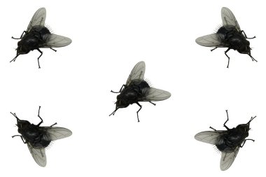 Flies. clipart