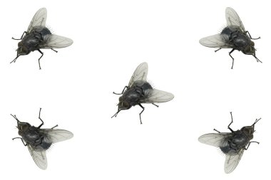 House fly clipart