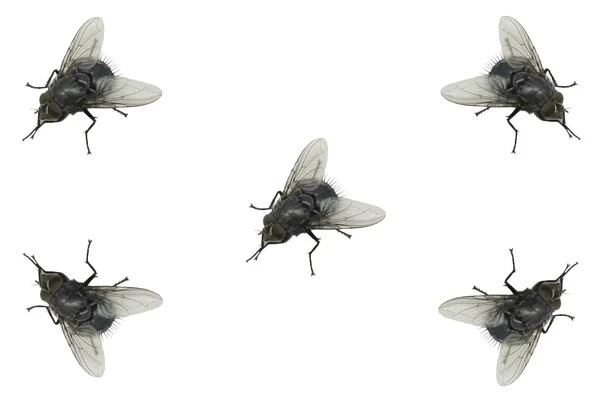 Οικιακή μύγα — Φωτογραφία Αρχείου
