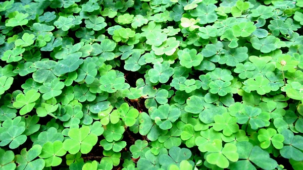 Shamrock案 免版税图库照片