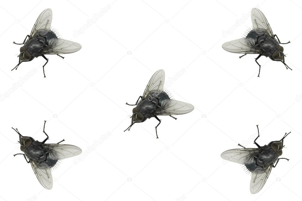 House fly