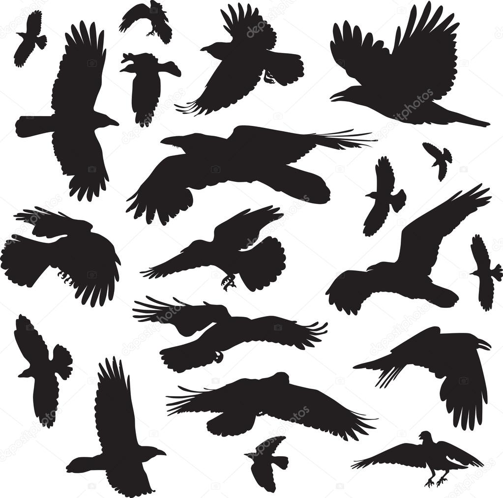 20 images of ravens