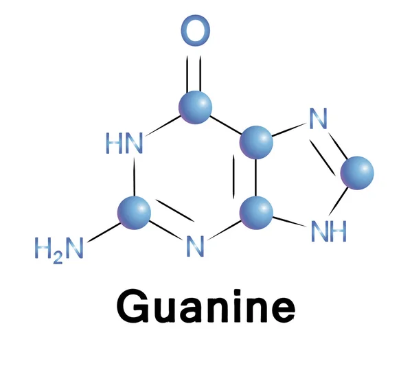 Guanine — Image vectorielle