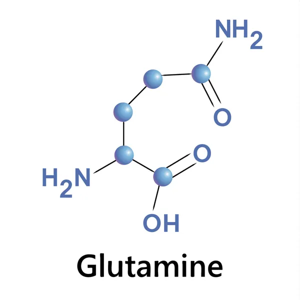 Glutamina — Wektor stockowy