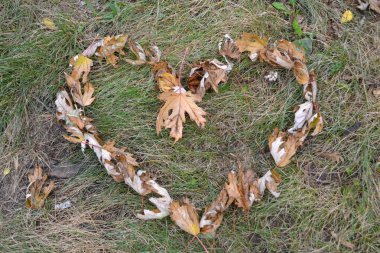 ormanda kalbinde akçaağaç yaprakları